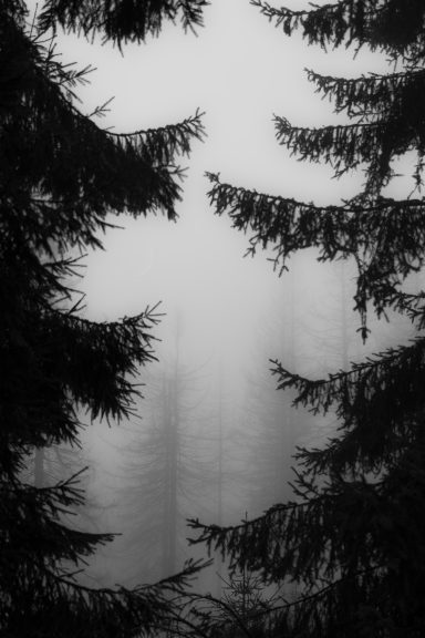 The Veil