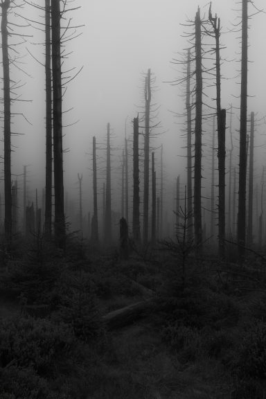 Ghost Forest