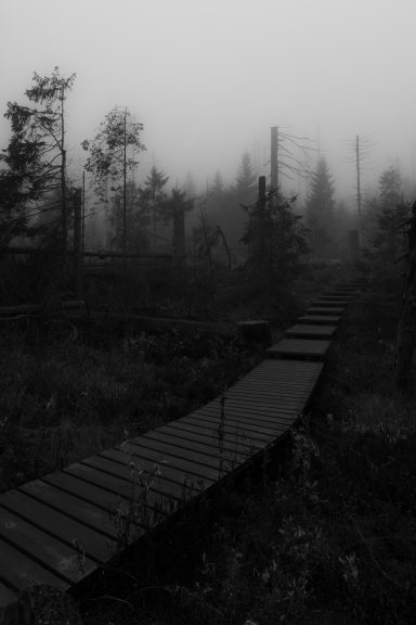 Into the Forgotten