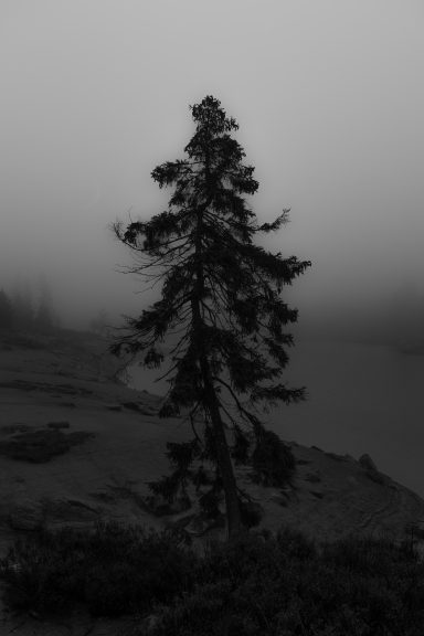 The Sentinel