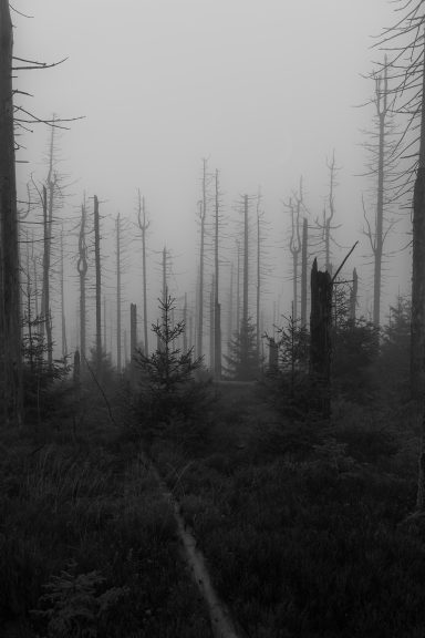 Echoes of the Lost Forest